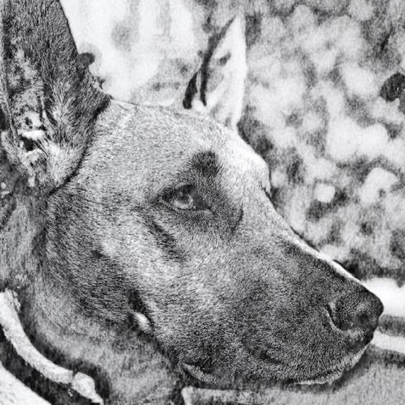 Your Stray Dog