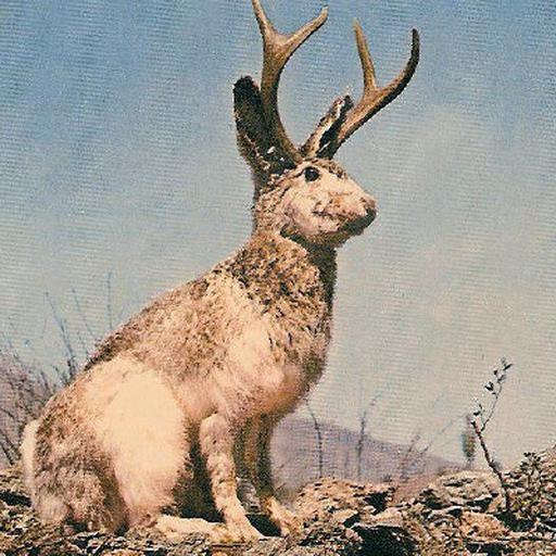 Jackelope